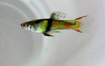    - (Poecilia wingei), M 