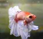   "   " (Betta splendens var.), L -  