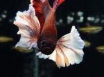   " "  (Betta splendens var.), L -  