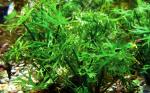   (Ranunculus papulentus), M   