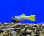  "" (Poecilia reticulata var.), M 