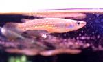   (Aplocheilus lineatus), M 