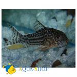   (Corydoras sterbai), XL 