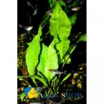   (Bolbitis heteroclita), M 