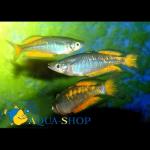   -   (Melanotaenia parkinsoni var.), S 