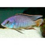   (Protomelas fenestratus, Haplochromis fenestratus), XL 