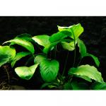    (Anubias barteri var. barteri), M   