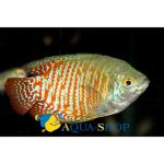   (Colisa lalia var.), L  -  