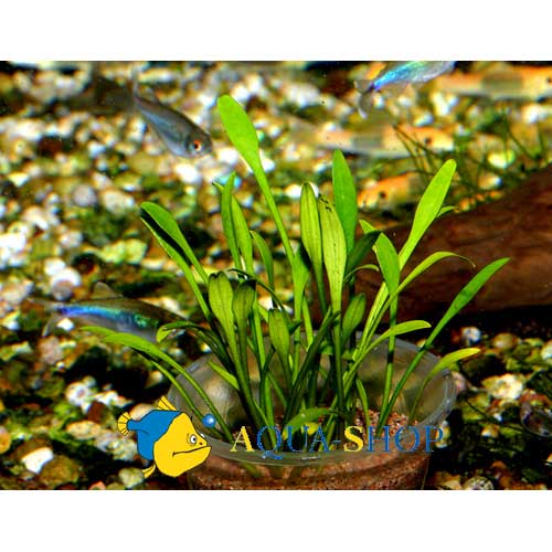  ,   (Cryptocoryne parva), M 5 
