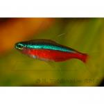   (Paracheirodon axelrodi), S 