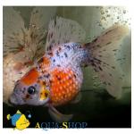   (Carassius auratus), M
