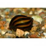    (Nerritina sp.), L 
