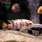   "" (Maylandia zebra var. "OB", Pseudotropheus zebra), XXL 