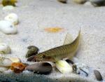   (Acanthocobitis urophthalmus), L 