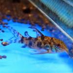  ,   (Corydoras paleatus), XL