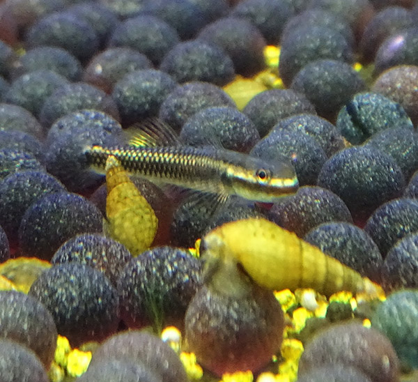 -   (Stiphodon semoni), L 