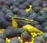 -   (Stiphodon semoni), L 