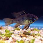  "" (Microgeophagus ramirezi var. Black), S 