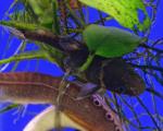   (Leiocassis siamensis, Pseudomystus siamensis), S 
