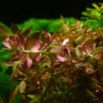   (Rotala indica), M 