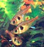  -,  (Hyphessobrycon roseus, Megalamphodus roseus), S 