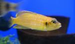    (Lamprologus ocellatus var. aureus), L 