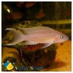   (Neolamprologus gracilis), S 