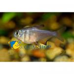    (Hyphessobrycon flammeus), M 