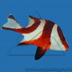   ,   (Lutjanus sebae), L 