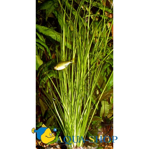    (Vallisneria americana var. natans), M 