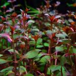  " " (Ludwigia sp "Super Red"), M   