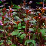  " " (Ludwigia sp "Super Red"), M 