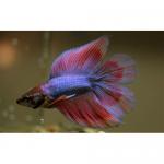   (Betta splendens var.),  L -  ( )