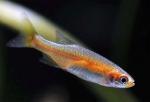   (Microrasbora rubescens), L 