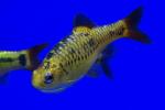    (Puntius semifasciolatus var. Shuberti), L 