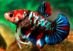   " " (Betta splendens var. "Pkhm Koi"), XL  