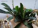   (Bucephalandra sp. "Godzilla"), L 