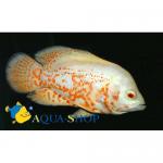    (Astronotus ocellatus var.), S 