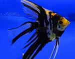    (Pterophyllum scalare var.), M 