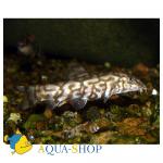   (Botia lohachata), XL 