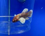   " "  (Betta splendens var.), M -  