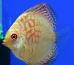    (Symphysodon aequifasciatus var.),  L 