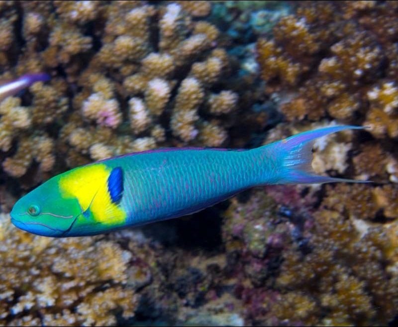   (Thalassoma amblycephalum), M 