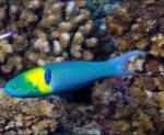   (Thalassoma amblycephalum), M 