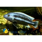   (Melanochromis chipokae), M 