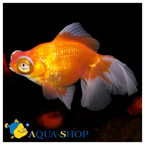  - (Carassius auratus var.), S 