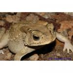   (Bufo melanostictus),  S 