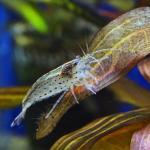    (Caridina japonica), XL 