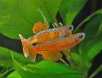   (Pseudomugil paskai), S 
