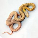   "albino" (Elaphe climacophora "albino"), S 